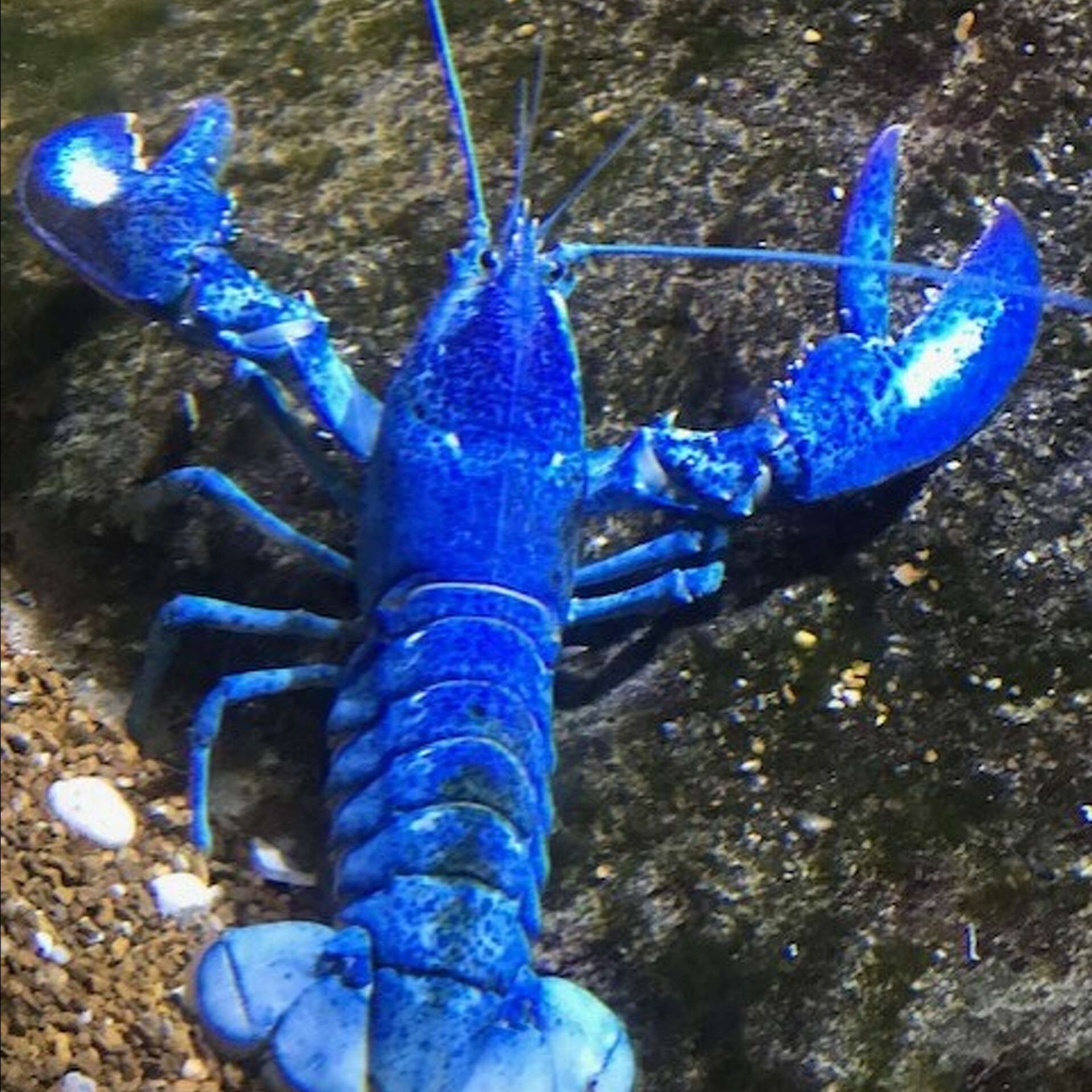 Lobster